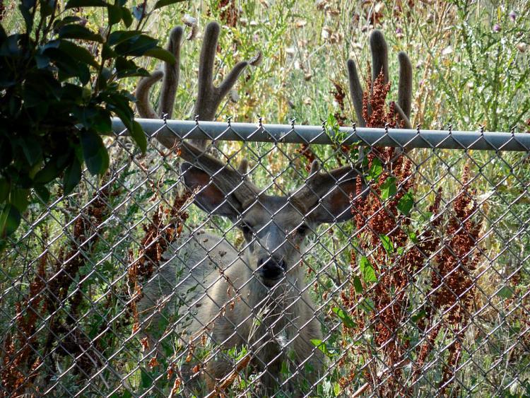 Any Wildlife By Your House?-buck.jpg