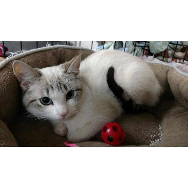 Post a Picture of  Your Pets-660-px-11177442-skyla-female-siamese-21404469.jpg