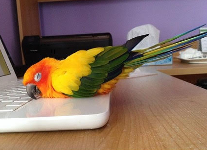 Last One To Post Wins [108]-passed-out-parrot.png