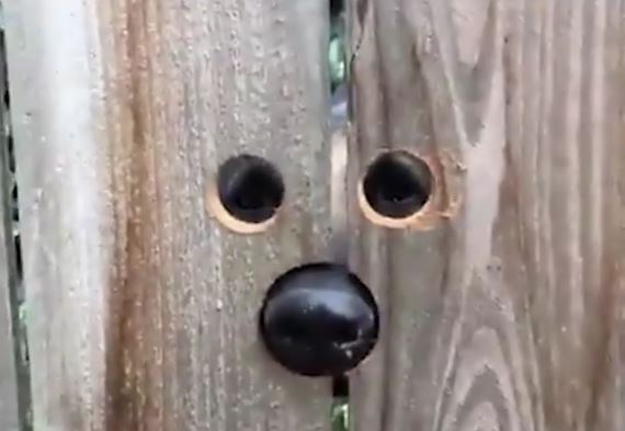 Last One To Post Wins [111]-fence-face.jpg