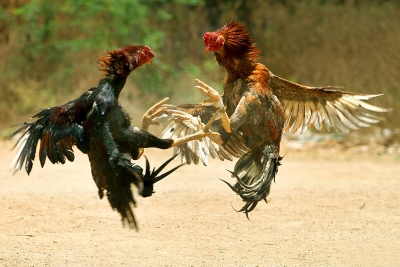 Keep one, Change one Game [15]-1200px-cock_fight.jpg