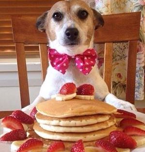 Last One To Post Wins [113]-dogpancakes.jpg