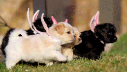 Happy Easter-spring-easter-gif-downsized_large.gif