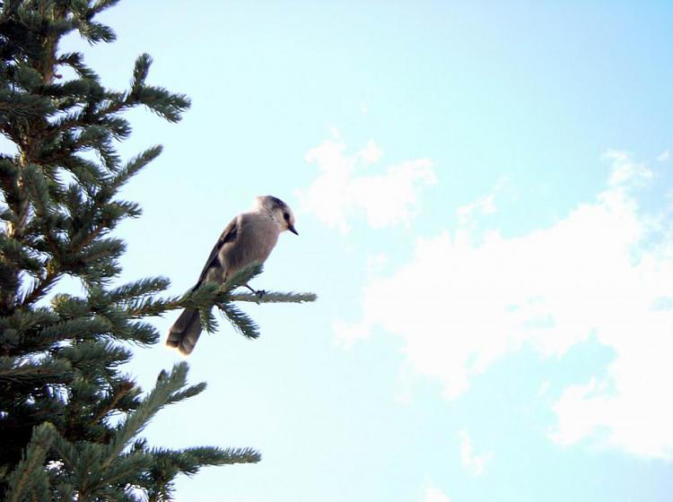 Any bird watchers out there?-loggerhead-shrike.jpg