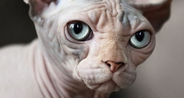 Last One To Post Wins [122]-hairless-cat-hero.jpg