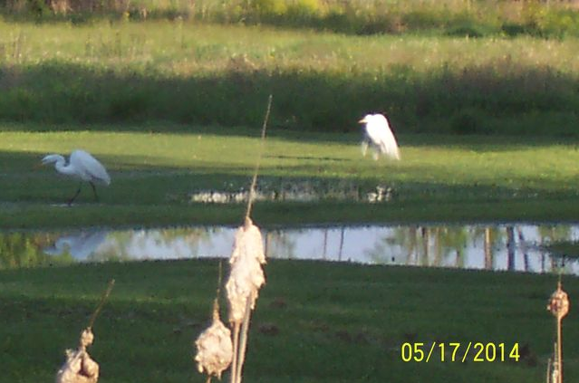 Any bird watchers out there?-white-herons.png