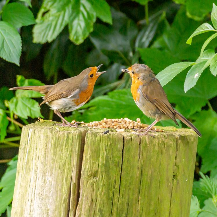 Any bird watchers out there?-pair-bonding-robins-feeding-time-02.jpg