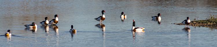 Any bird watchers out there?-shellduck-spot-shellduck.jpg