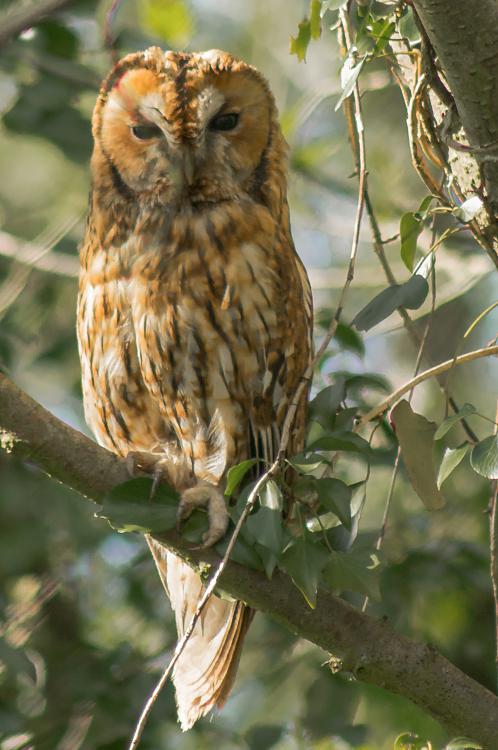 Any bird watchers out there?-tawny-owl-mamma-owl-07.jpg