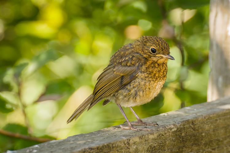 Any bird watchers out there?-young-robin-christmas-august-1.jpg