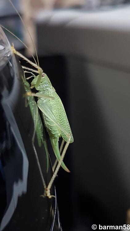 Today [6]-oak-bush-cricket-oak-bush-cricket.jpg