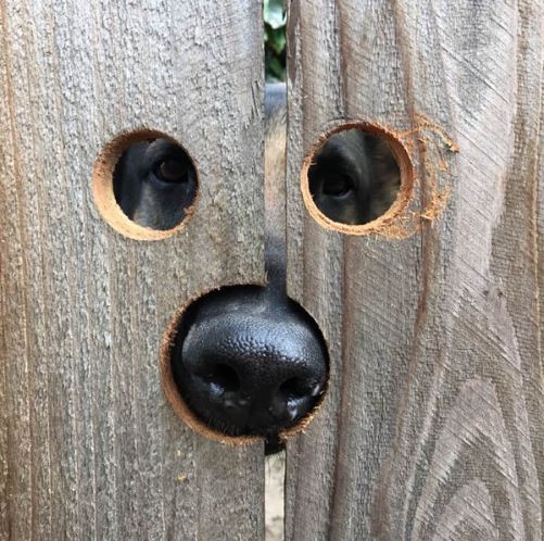 Last One To Post Wins [135]-peeking-penny-dog-fence-small.jpg