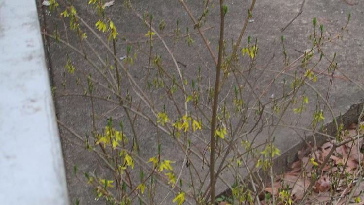 Last One To Post Wins [142]-forsythia-february.jpg