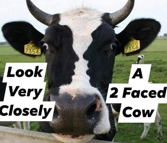 Funny Picture Thread [10]-cow.jpg