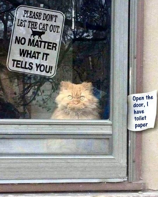 Funny Picture Thread [10]-cat.jpg