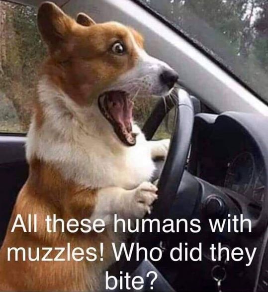 Funny Picture Thread [11]-muzzles.jpg