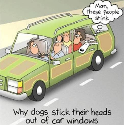 Funny Picture Thread [11]-man-these-people-stink-why-dogs-stick-their-heads-out-27605854.jpg