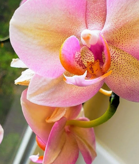 Congratulations-2020-04-25_8-15-25-my-orchid-photo.jpg