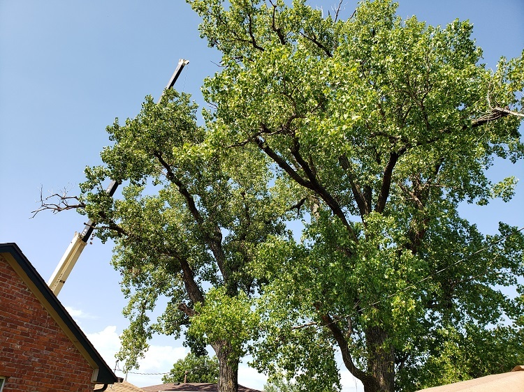 Two huge trees being removed-20200803_111703.jpg