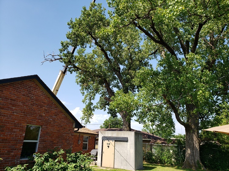 Two huge trees being removed-20200803_111707.jpg