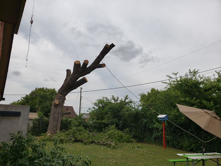 Two huge trees being removed-20200803_152121.jpg