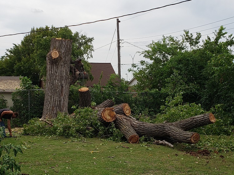 Two huge trees being removed-20200803_152242.jpg