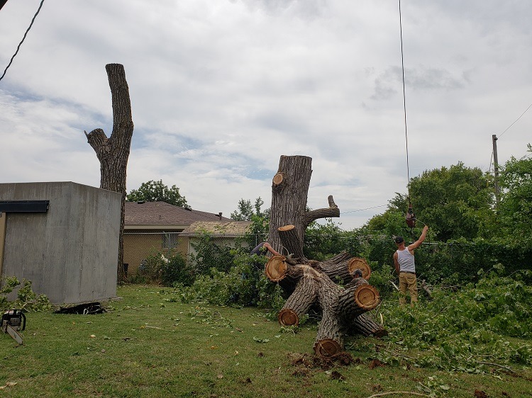 Two huge trees being removed-20200803_152802.jpg