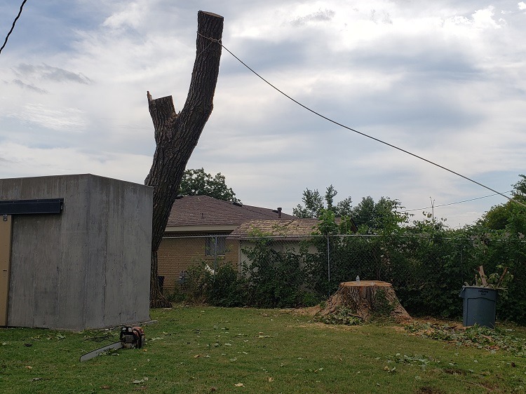 Two huge trees being removed-20200803_162230.jpg