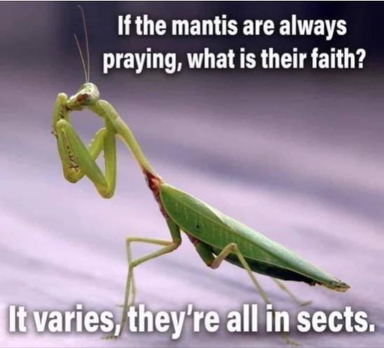 Funny Picture Thread [12]-praying-mantis.jpg