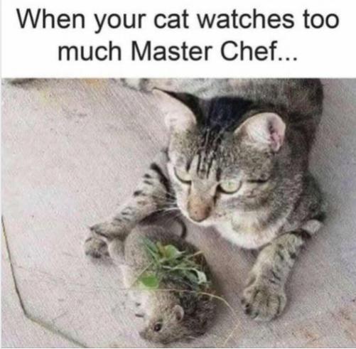 Funny Picture Thread [12]-cat-watches-master-chef.jpg