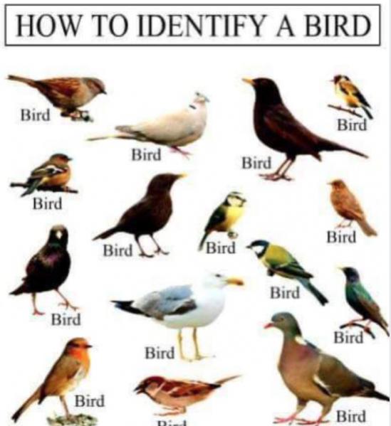 Funny Picture Thread [12]-bird-identification.jpg