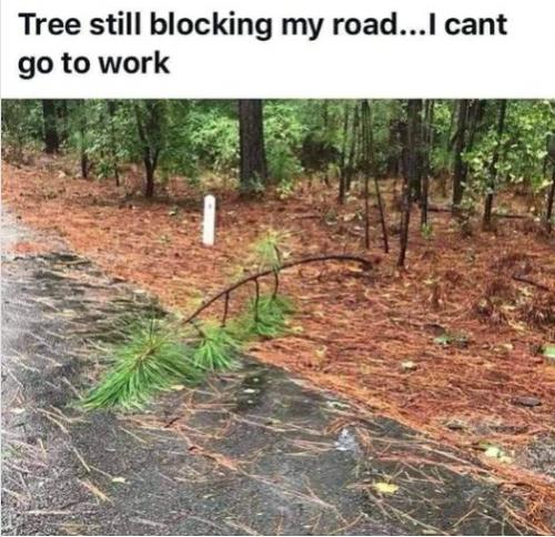 Funny Picture Thread [12]-tree-blocking-road.jpg