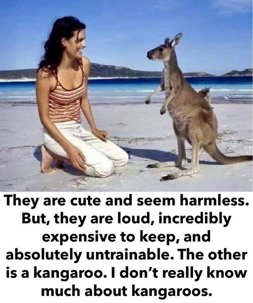 Funny Picture Thread [12]-kangaroo.jpg