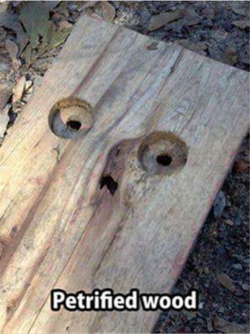 Funny Picture Thread [12]-petrified-wood.jpg