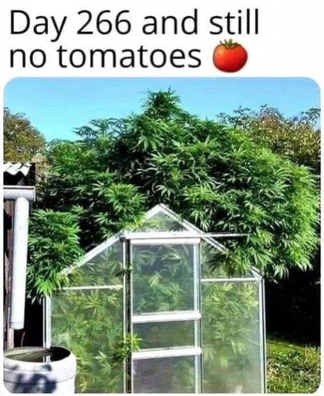 Funny Picture Thread [14]-still-no-tomatoes.jpg