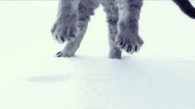Last One To Post Wins [190]-cat-landing-snow.jpg