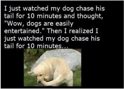 Funny Picture Thread [14]-dog-chasing-tail.png