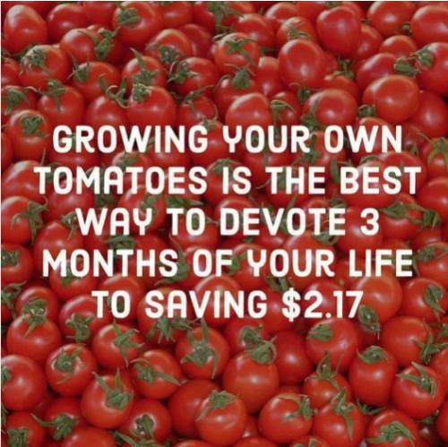 Funny Picture Thread [14]-home-grown-tomatoes.jpg