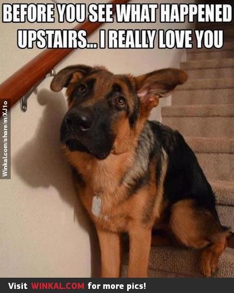 Funny Picture Thread [14]-a5c438f542eb9f35fbd905017067c74d-doggies-puppys.jpg