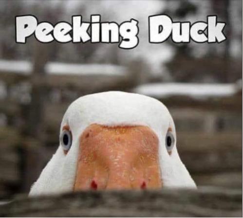 Funny Picture Thread [14]-peeking-duck.jpg
