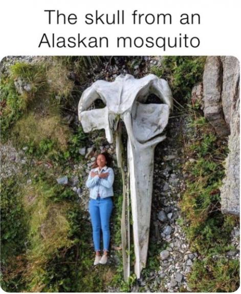 Funny Picture Thread [15]-mosquito-scull.jpg