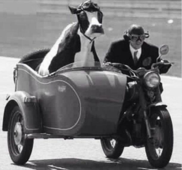 Funny Picture Thread [15]-bovine-biker.jpg