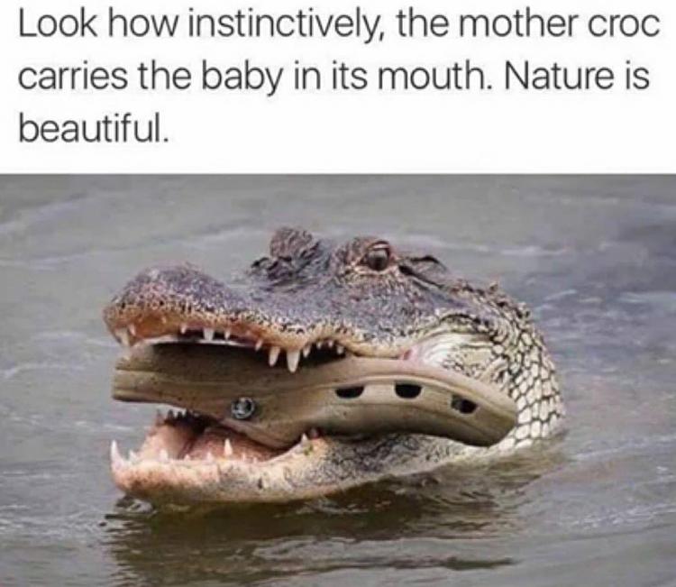 Funny Picture Thread [16]-croc.jpg