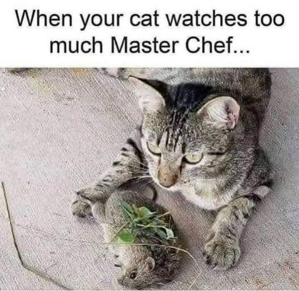 Funny Picture Thread [16]-cat-watches-too-many-cooking-shows.jpg