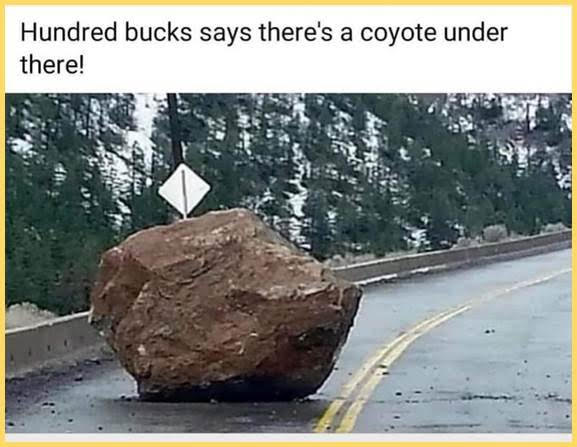 Funny Picture Thread [17]-coyote.jpg