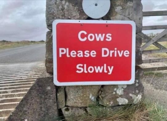 Funny Picture Thread [17]-cows-drive-slowly.jpg