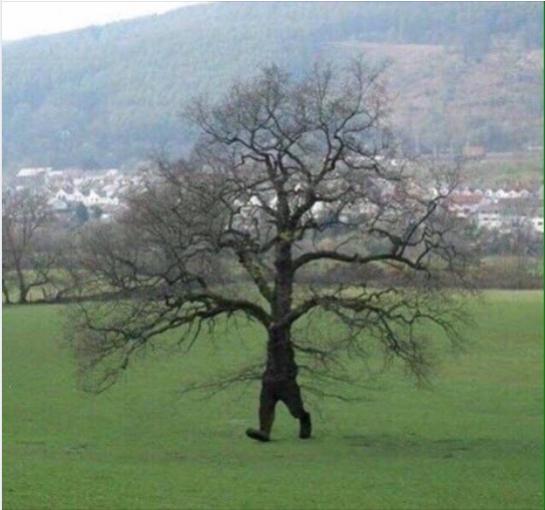 Funny Picture Thread [17]-tree-going-walk.jpg
