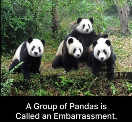 Funny Picture Thread [17]-embarrassment-pandas.jpg