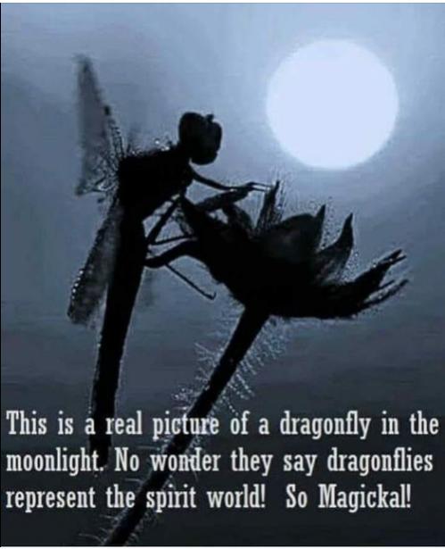 Funny Picture Thread [17]-monlight-dragonfly.jpg