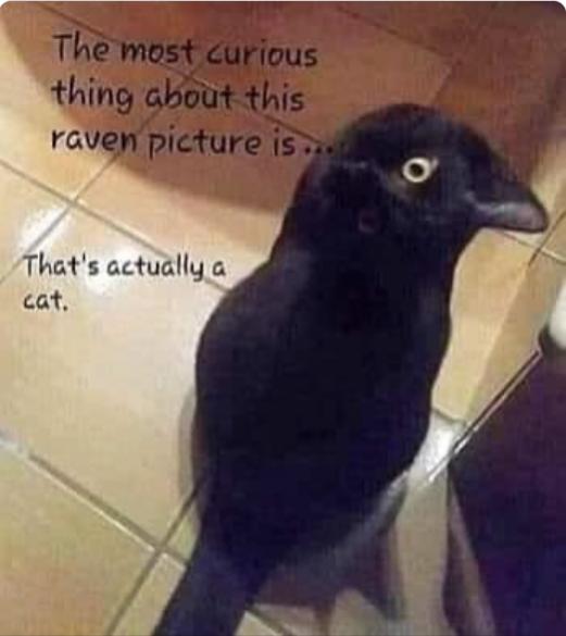 Funny Picture Thread [17]-curious-raven.jpg